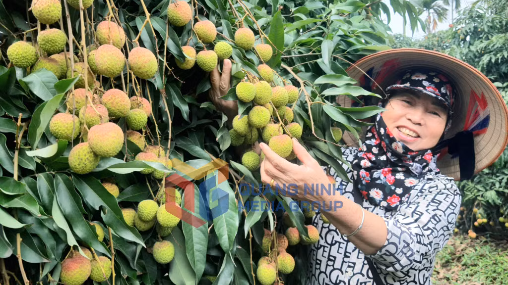 Nông dân Phương Nam đón vụ thu hoạch vải bội thu (5-2024). Ảnh: Việt Hoa