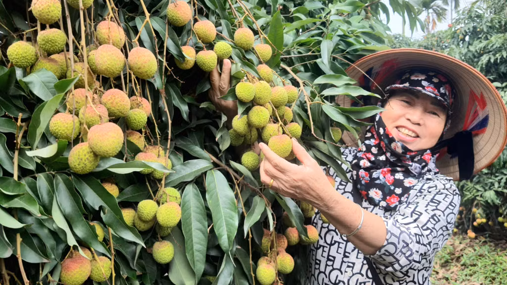 Nông dân Phương Nam kiểm tra vườn vải, sẵn sàng cho vụ thu hoạch bội thu.