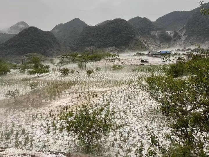 Dông lốc, mưa đá đã gây thiệt hại về hoa màu của người dân các tỉnh Tây Bắc trong những tháng vừa qua.