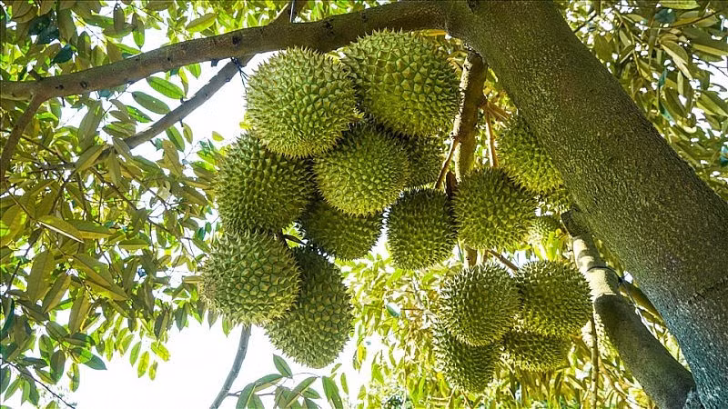 Vấn nạn sầu riêng cắt non đã và đang xảy ra trong thời gian vừa qua ảnh hưởng đến uy tín và hình ảnh của trái cây Việt Nam
