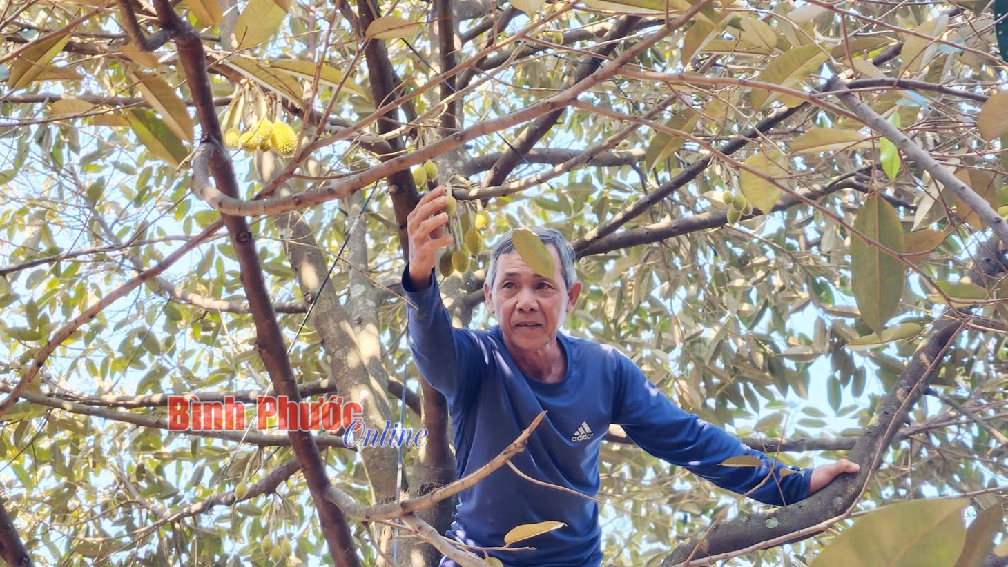 Phó Chủ nhiệm CLB trồng sầu riêng phường Minh Thành Đỗ Văn Tiền khẳng định, bộ lá sầu riêng đẹp quyết định thành công 50%