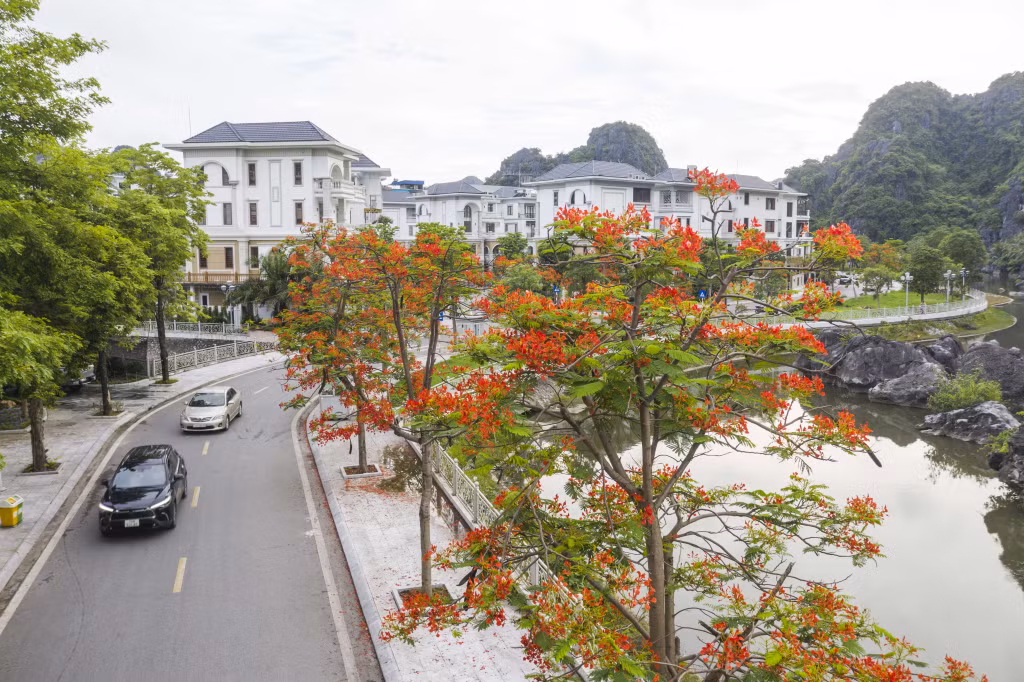 TP Hạ Long: Rực trời sắc hoa ảnh 1
