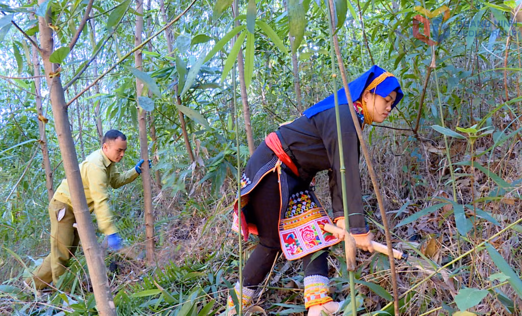 Người dân Ba Chẽ tham gia chăm sóc và bảo vệ diện tích rừng đã trồng, góp phần duy trì màu xanh, cải thiện môi trường sinh thái và phát triển kinh tế lâm nghiệp địa phương.