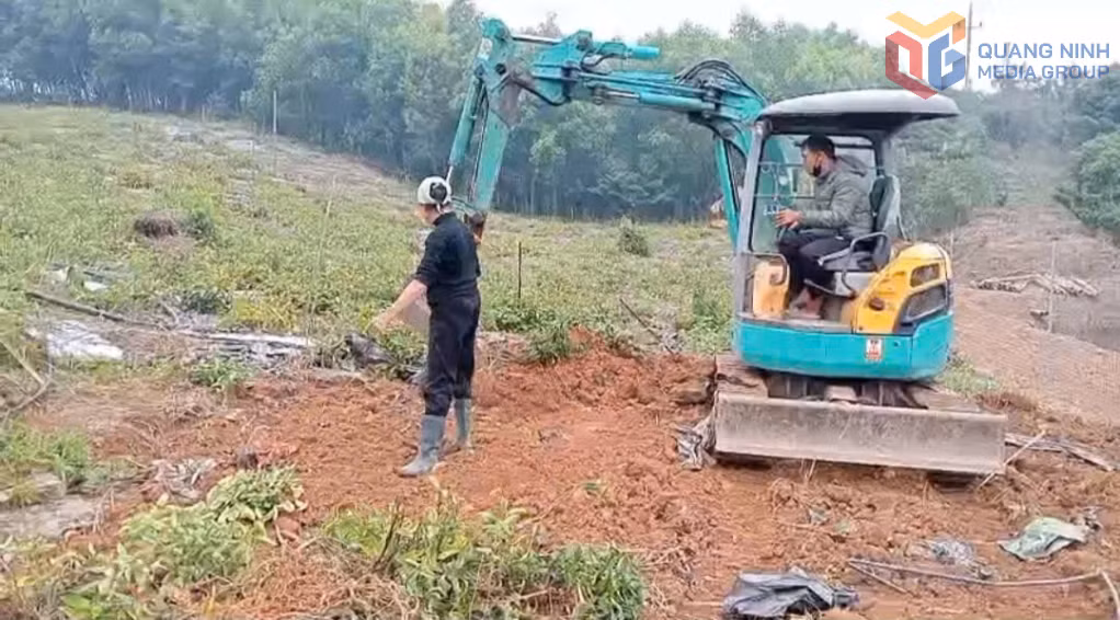 Người dân xã Kỳ Thượng thu hoạch ba kích tím.