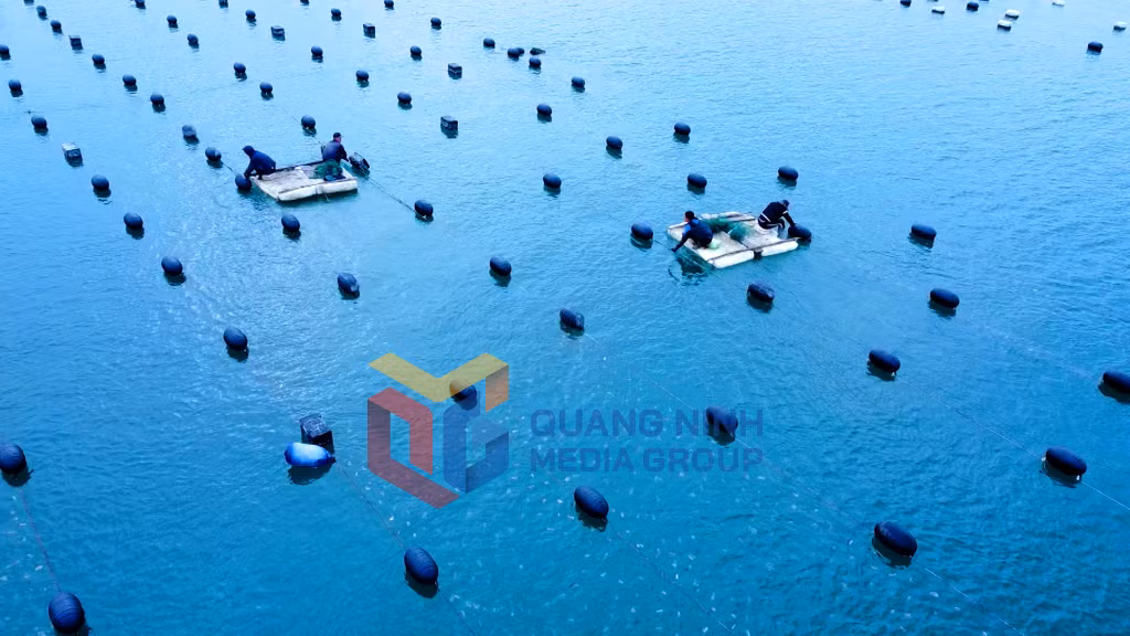 Nuôi trồng thủy sản của đặc khu Vân Đồn (2-2026). Ảnh: Hải Hà
