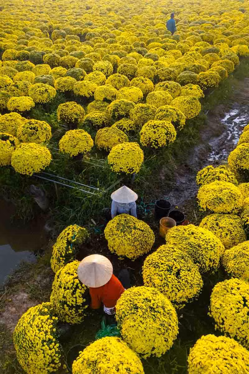 Càng cận Tết Bính Ngọ, nhịp sống tại các làng hoa càng hối hả. Những chuyến xe tải nối đuôi nhau trên con đường làng hẹp, mang theo sắc xuân đi khắp các tỉnh thành từ Nam ra Bắc.