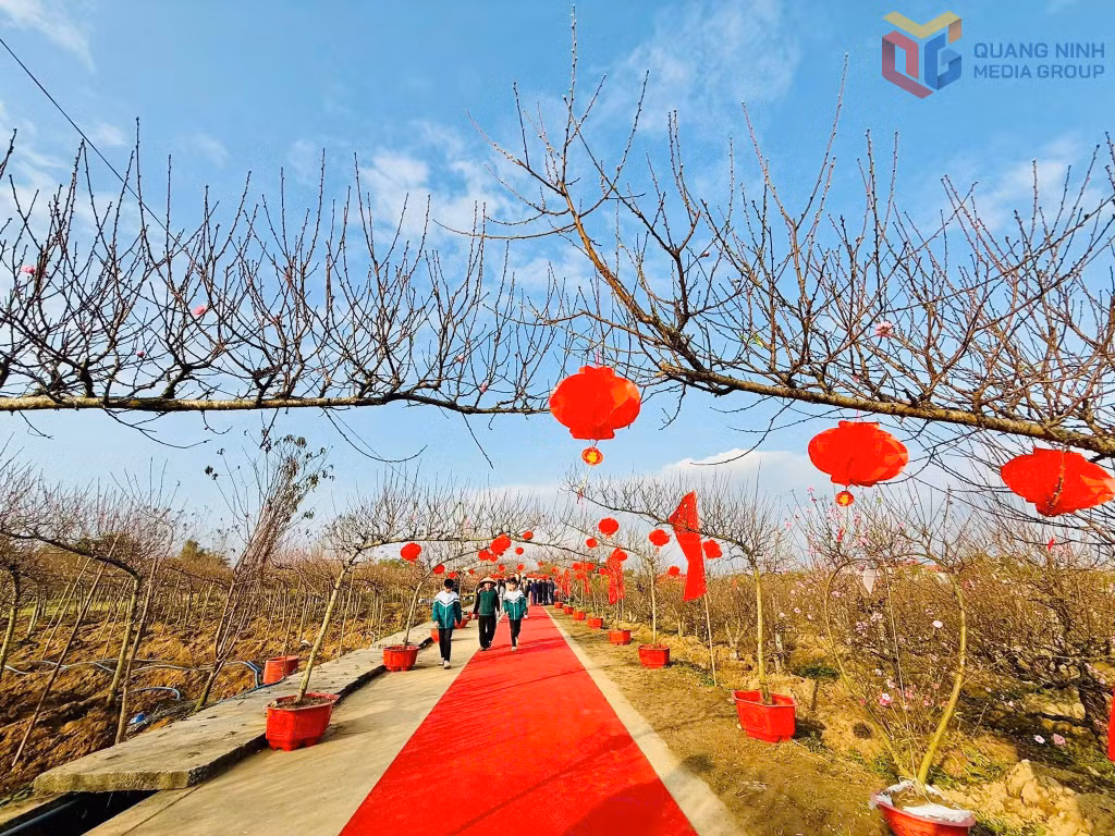 Xã Quảng Hà tổ chức Hội hoa đào - Cây cảnh 2026, phục vụ nhân dân, du khách.