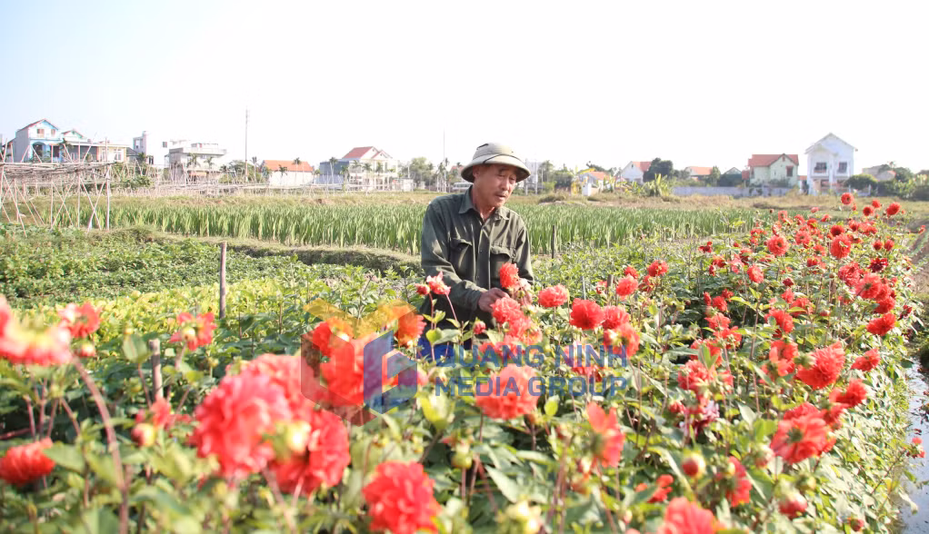 Nông dân Quảng Yên chăm sóc vụ hoa Tết (2-2026). Ảnh: Phạm Tăng