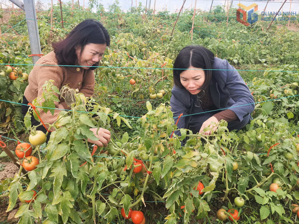 Sản phẩm cà chua của HTX dịch vụ nông nghiệp chất lượng cao Hoa Phong (phường Đông Triều) đạt giá bán 20 - 40 ngàn đồng/kg.