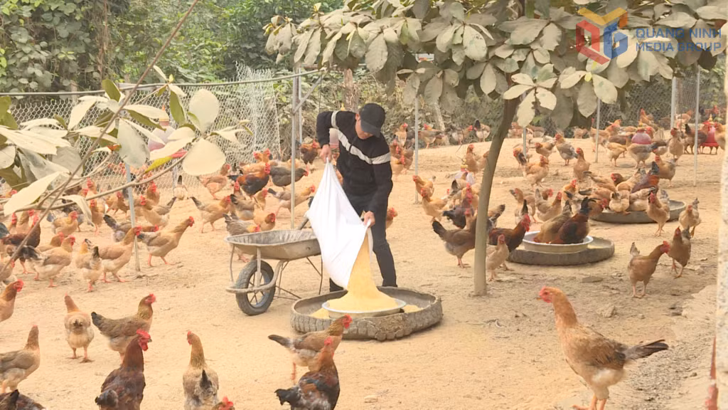 Chăn nuôi hiện đang là hướng phát triển có nhiều tiềm năng của xã Quảng La.