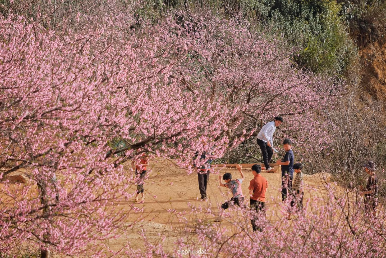 Những đứa trẻ hồn nhiên, vui tươi chơi đùa giữa những tán hoa đào rực rỡ.