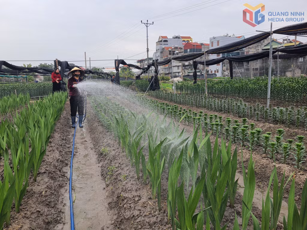 Người trồng hoa ở vùng hoa Đồng Chè (phường Hoành Bồ) chăm sóc hoa.