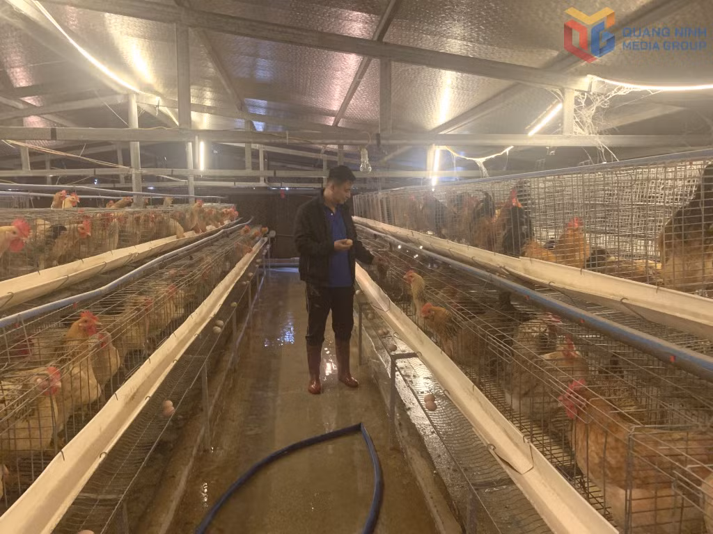 Anh Nguyễn Văn Tuyền, Giám đốc HTX Sản xuất kinh doanh nông nghiệp Tuyền Hiền, kiểm tra việc đảm bảo vệ sinh cho đàn gà đang độ đẻ trứng.