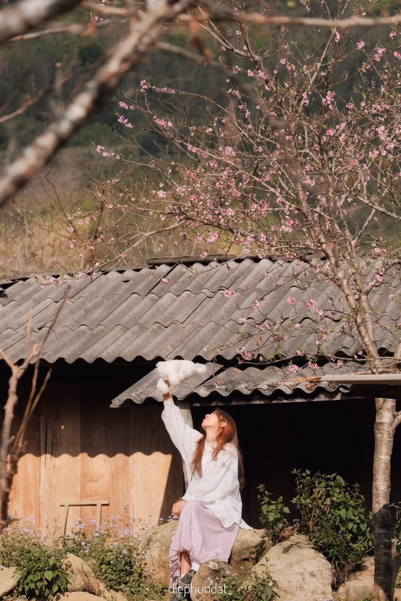 Một góc nhà nhỏ dưới tán hoa đào rừng và ánh nắng vàng ruộm của mùa đông. Ảnh: Diệp Hữu Đạt