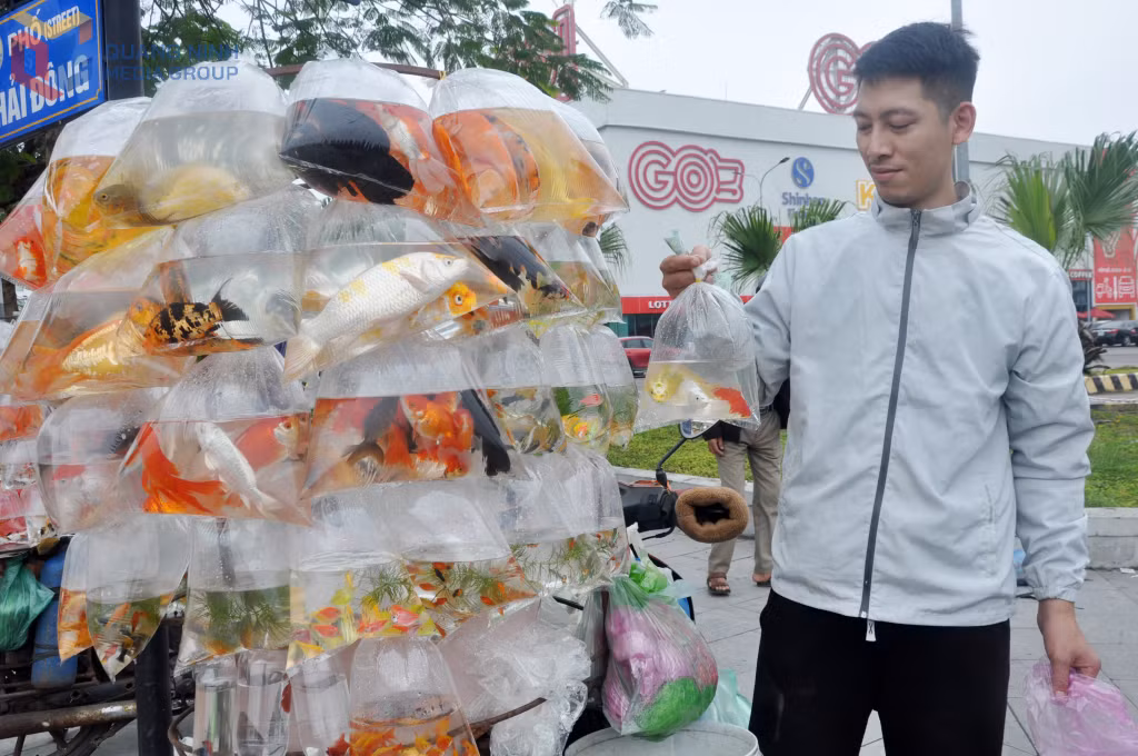 Cá chép được người dân mua về phục vụ cúng Tết ông Công, ông Táo.