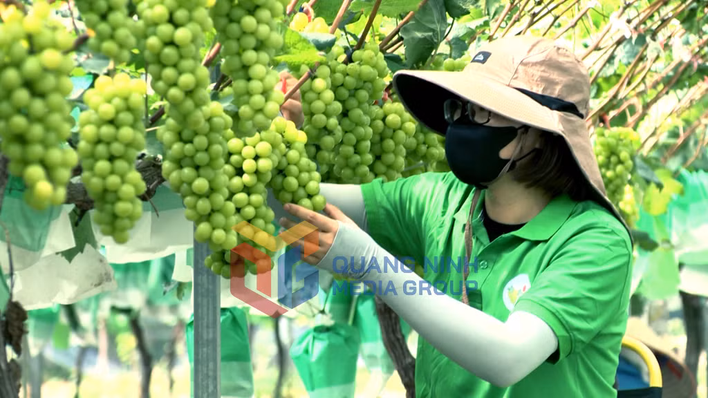 HTX Nông nghiệp sinh thái An Sinh (phường An Sinh) áp dụng công nghệ cao để trồng các loại nho, mang lại giá trị kinh tế cao (1-2026). Ảnh: Minh Yến
