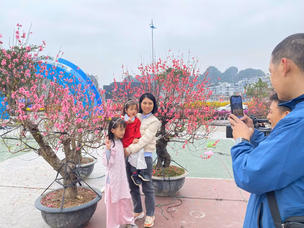Những dãy đào khoe sắc sặc sỡ đón xuân về.