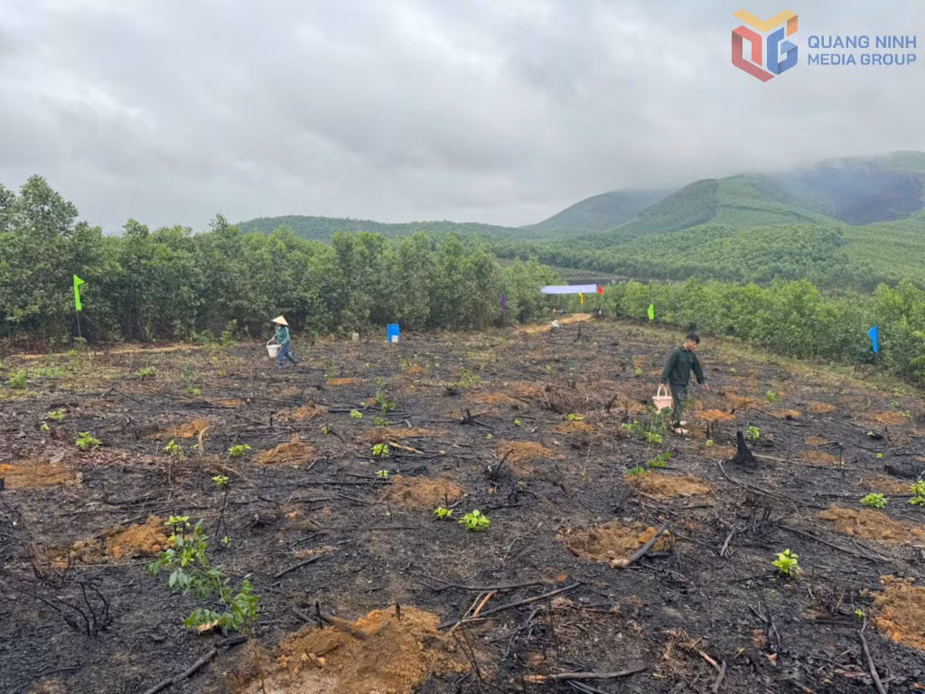Khoảng 3.000 cây lim xanh được Công ty TNHH MTV Lâm nghiệp Hoành Bồ trồng tại tiểu khu 92 trong dịp đầu xuân 2026.