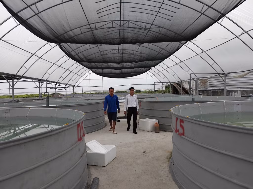 Với hàng chục bể cá giống như thế này hứa hẹn sẽ đem về cho anh Phạm Văn Trường một nguồn thu không nhỏ.