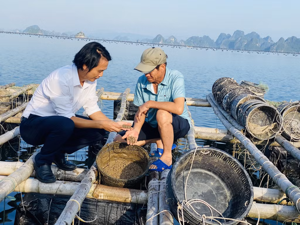 4 triệu con giống nhuyễn thể của hộ ông Kiều Anh Chính, thôn Nà Sắn, xã Bản Sen (huyện Vân Đồn) không thể xuống giống vì thiếu cát xốp.