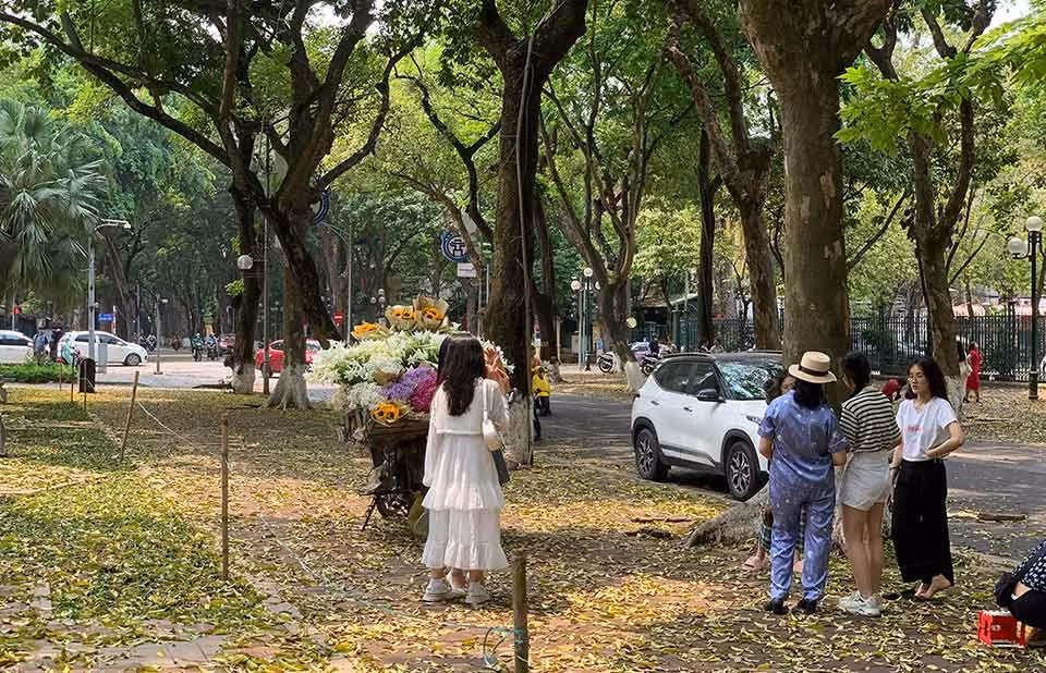 Đi ven Hồ Tây, đường Phan Đình Phùng... vào những ngày tháng 8, du khách sẽ gặp những xe hoa với những loài hoa đặc trưng của mùa thu Hà Nội. Trong ảnh là một đoạn phố Phan Đình Phùng (Ba Đình, Hà Nội) phủ kín lá vàng rơi, nhiều du khách thích thú khi chụp ảnh. Ảnh: Thanh Trà
