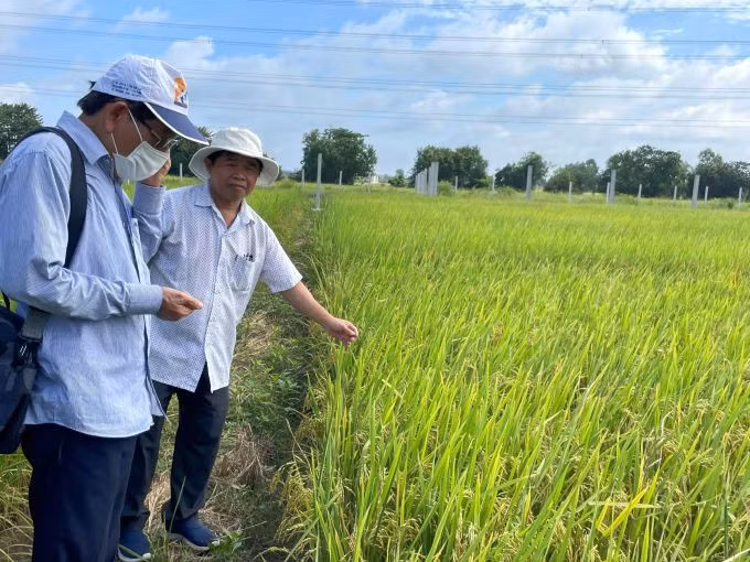 TS Đào Minh Sô (phải) tại khu trồng lúa thử nghiệm rộng 1 ha ở huyện Củ Chi, TP HCM. Ảnh: Hà An
