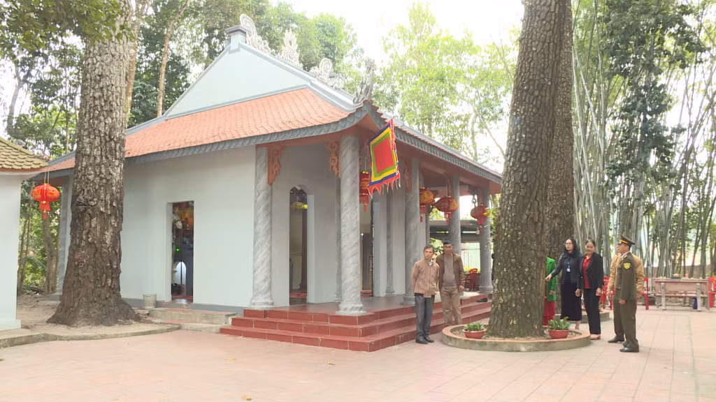 3 cây thông có kích thước lớn tại khuôn viên miếu Ba Cây Thông thuộc xã Dương Huy, TP Cẩm Phả.