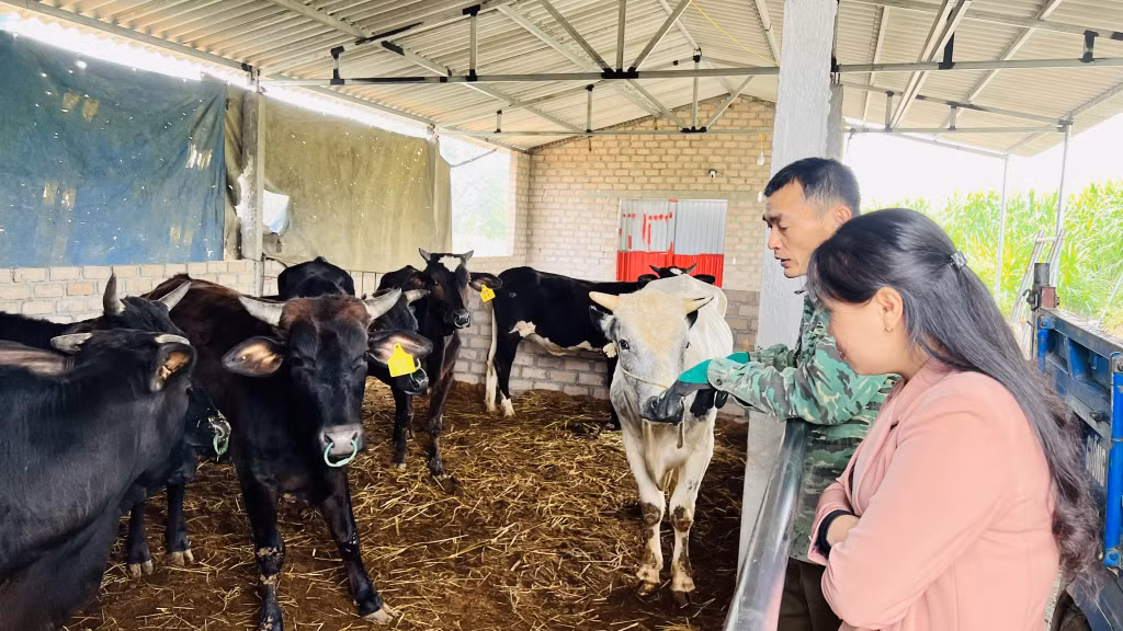 Đào tạo nghề nông thôn luôn được thị xã quan tâm (Mô hình nuôi bò BBB của gia đình ông Diệp Văn Đại, xã Tràng Lương).