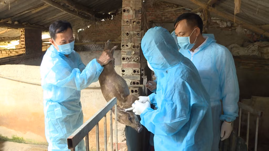 Cán bộ Thú y TP Hạ Long triển khai tiêm thử nghiệm vác xin tả lợn Châu phi tại hộ ông Phạm Huy Minh, xã Lê Lợi.