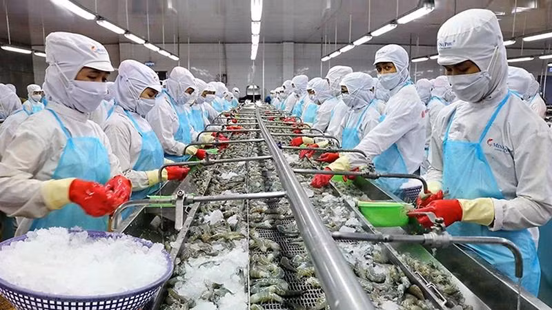 Sơ chế tôm xuất khẩu tại nhà máy của Công ty CP Tập đoàn thủy sản Minh Phú. (Ảnh PHI SƠN)