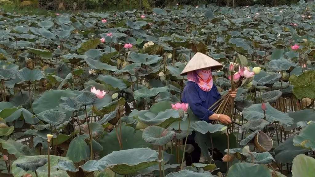 Xã viên HTX Thiên đường Thiên Mục Hoa phấn khởi với những đầm sen được phát triển trên đất ao đầm bỏ hoang trước đây.