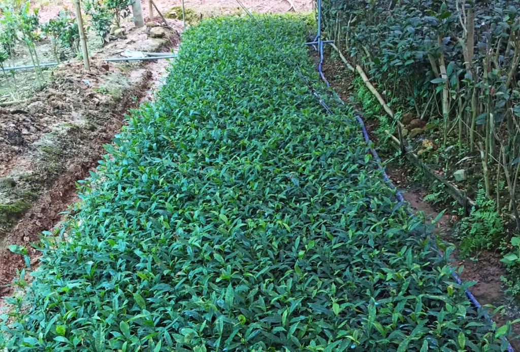 Vườn ươm cây mai giống của một hộ dân tại Tây Sơn. Ảnh: ĐVCC