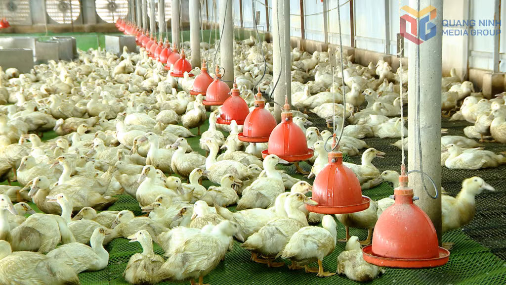 Áp dụng công nghệ chăn nuôi chuồng lạnh giảm thiểu nhân công, hiệu quả kinh tế tốt hơn.