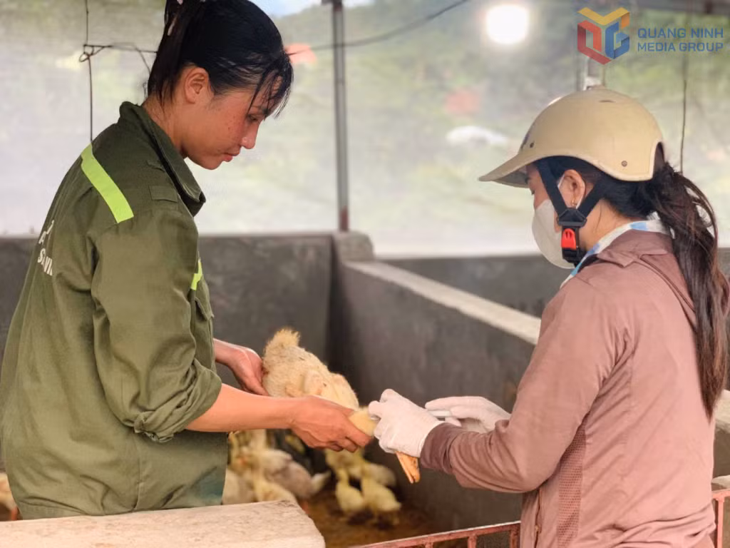 Trung tâm Cung ứng dịch vụ phường Bình Khê triển khai tiêm phòng vắc xin cho đàn gia cầm.