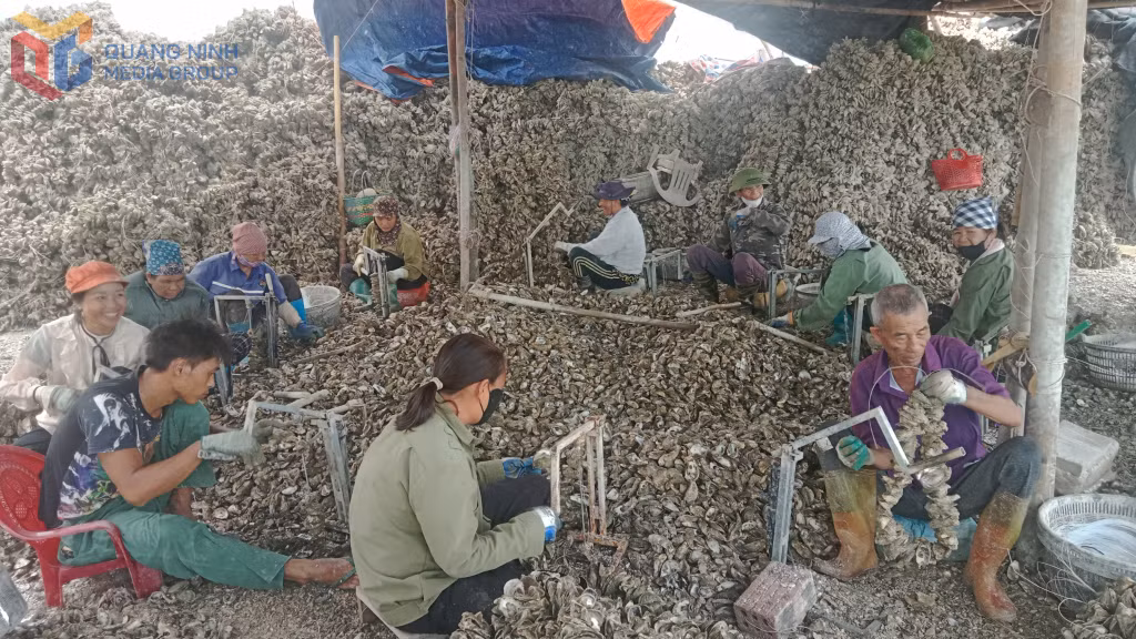Xâu vỏ hàu làm dây hàu giống tại 1 cơ sở sơ chế hàu thôn Xóm Giáo, xã Đầm Hà.