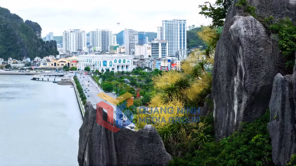 Hoa phất dụ núi bừng nở giữa vịnh Hạ Long (7-2026). Ảnh: Đỗ Giang