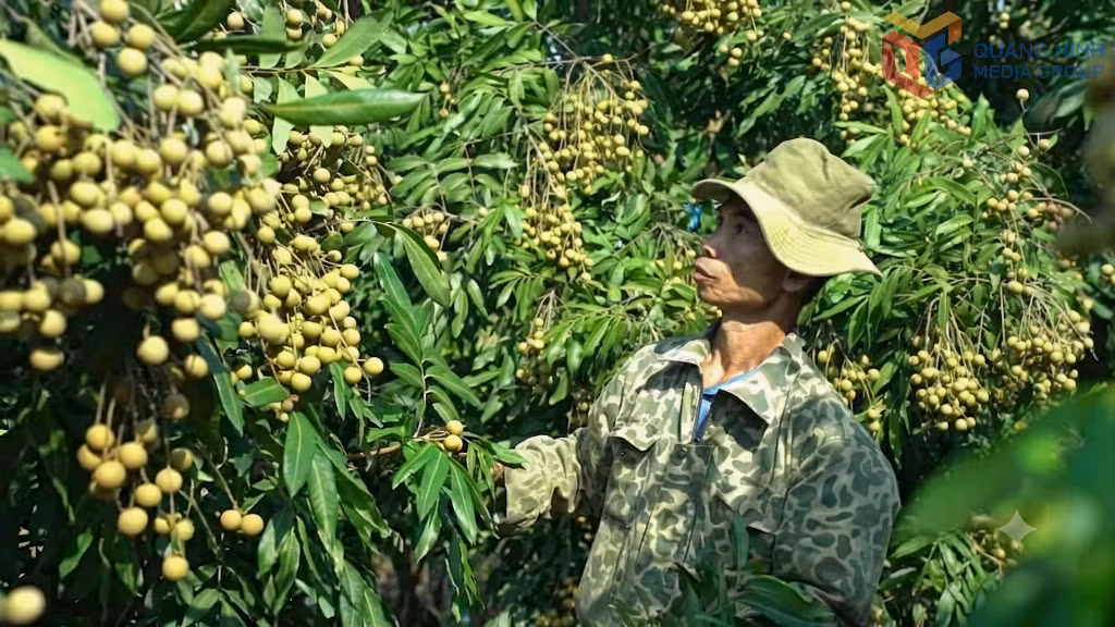 Mô hình trồng nhãn đường phèn của gia đình ông Nguyễn Văn Thành (khu Trại Lốc, phường An Sinh) đang cho thu hoạch, mang lại nguồn thu nhập ổn định.