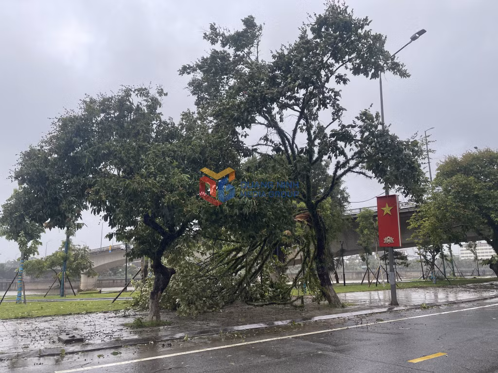Gió giật cấp 6,7 nhiều cây xanh bị gãy đổ tại khu vực các phường Móng Cái ảnh 6