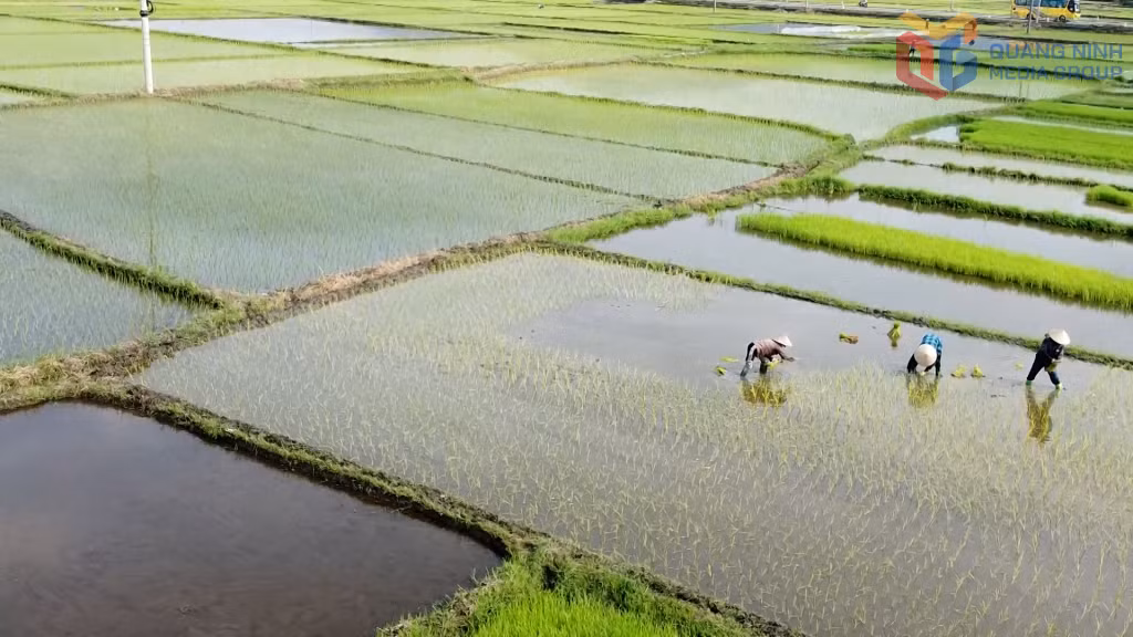 Nông dân phường Liên Hòa tích cực xuống giống vụ lúa mùa 2026.
