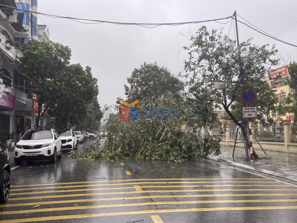 Gió giật cấp 6,7 nhiều cây xanh bị gãy đổ tại khu vực các phường Móng Cái ảnh 4