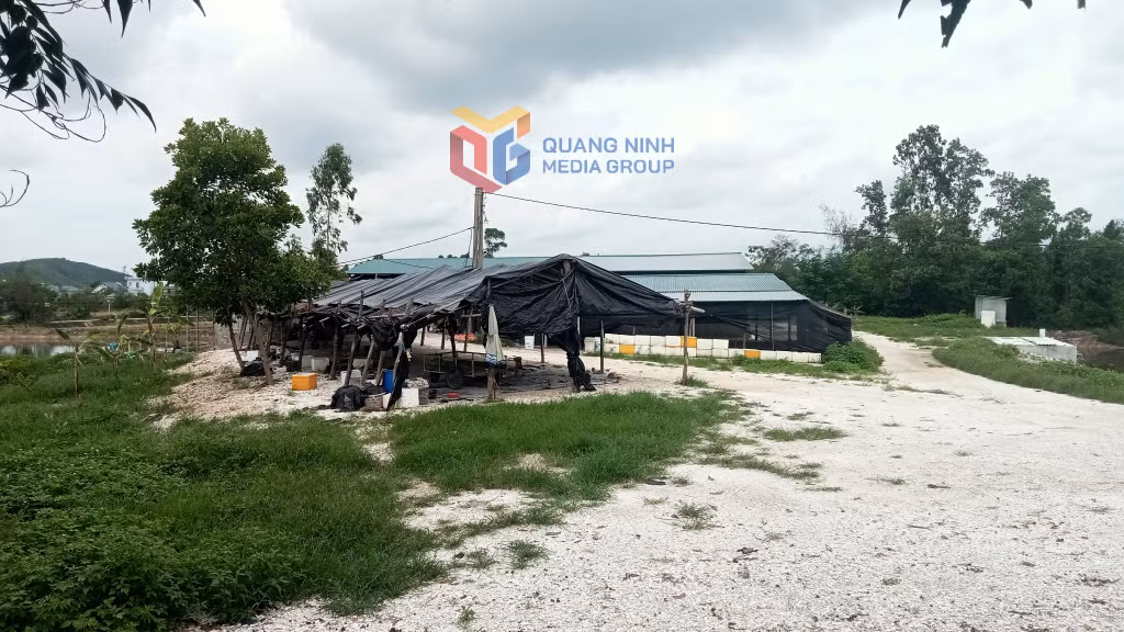 Hiện nay toàn bộ 12 cơ sở sơ chế hàu trên địa bàn xã Đầm Hà đã tạm dừng hoạt động để khắc phục những tồn tại liên quan đến công tác bảo vệ môi trường (Cơ sở sơ chế hàu tại thôn Xóm Giáo, xã Đầm Hà)