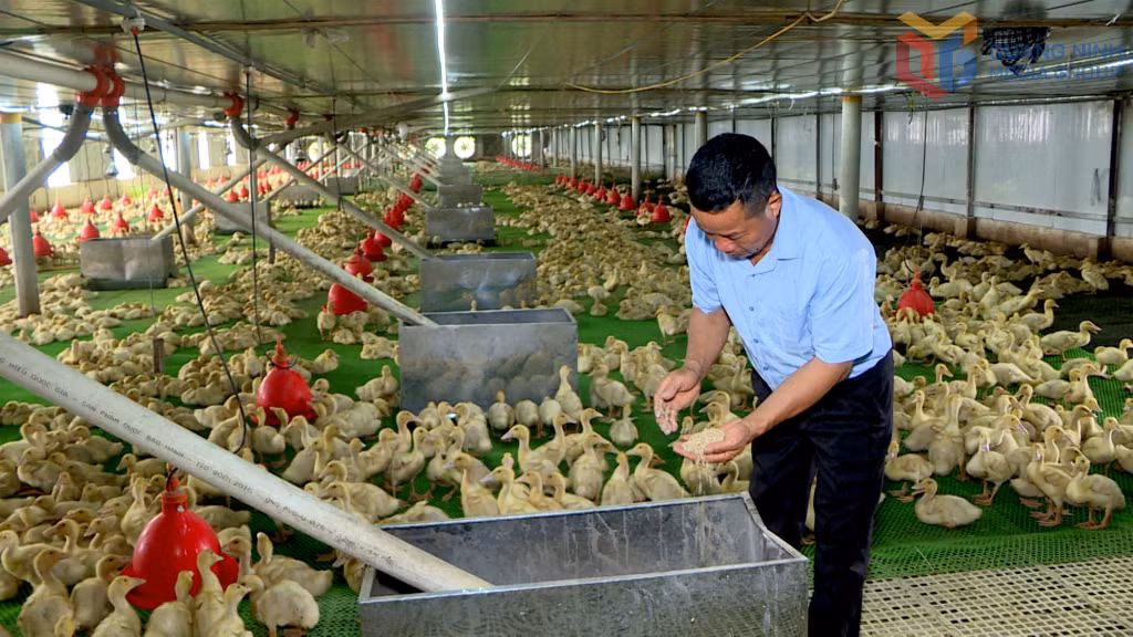 Từ chăn nuôi truyền thống, năm 2022 ông Đồng Quang Cường mạnh dạn bỏ ra nguồn vốn lớn để chăn nuôi vịt bằng công nghệ chuồng lạnh, kết hợp cho ăn tự động.