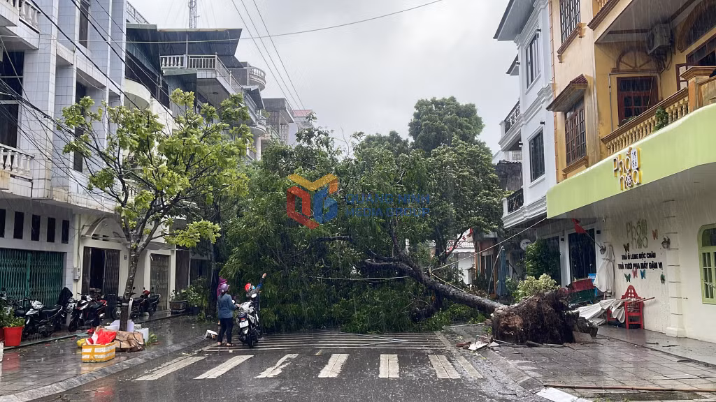 Cây to bị bật gốc ảnh hưởng đến việc đi lại, sinh hoạt của người dân.