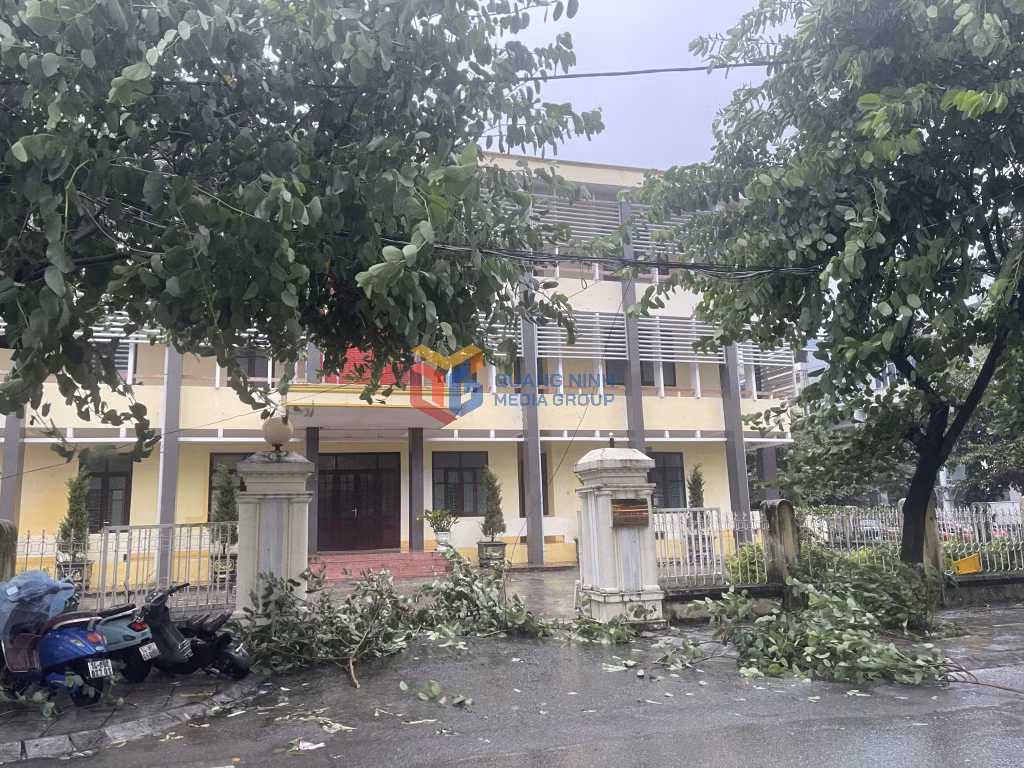 Nhiều cành cây bị rơi trên các tuyến đường tại phường Móng Cái 1 do ảnh hưởng của bão số 1.