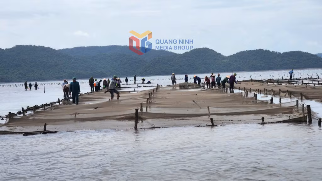 Lực lượng chức năng xã Đầm Hà giải tỏa diện tích nuôi trồng thủy sản trái phép tại khu vực Chương Đông, thuộc vùng biển thôn Phúc Tiến.