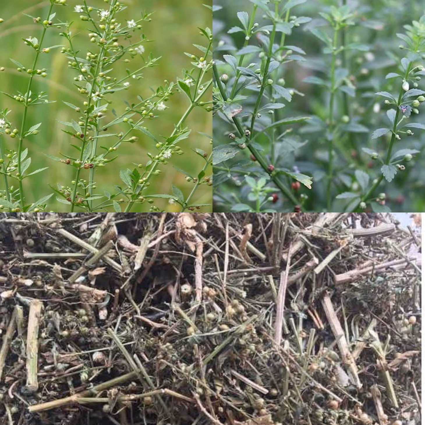 Cam thảo đất- một loại dược liệu có tác dụng kháng viêm, hạ sốt, kháng khuẩn... Đồ họa: Hương Giang