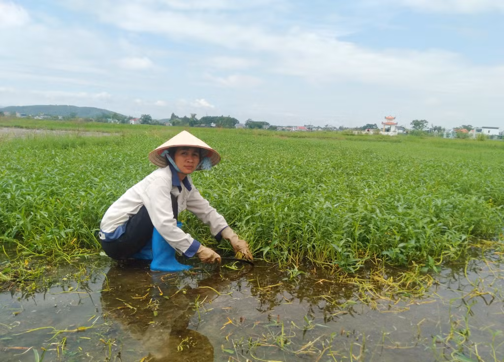 Chị Huấn tập trung phát triển kinh tế từ việc trồng rau theo mùa vụ.