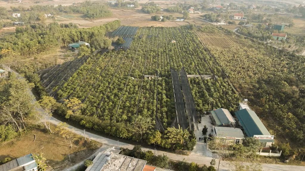 Vườn của gia đình ông Lê Mạnh Quy hiện có hơn 10.000 cây trà hoa vàng.