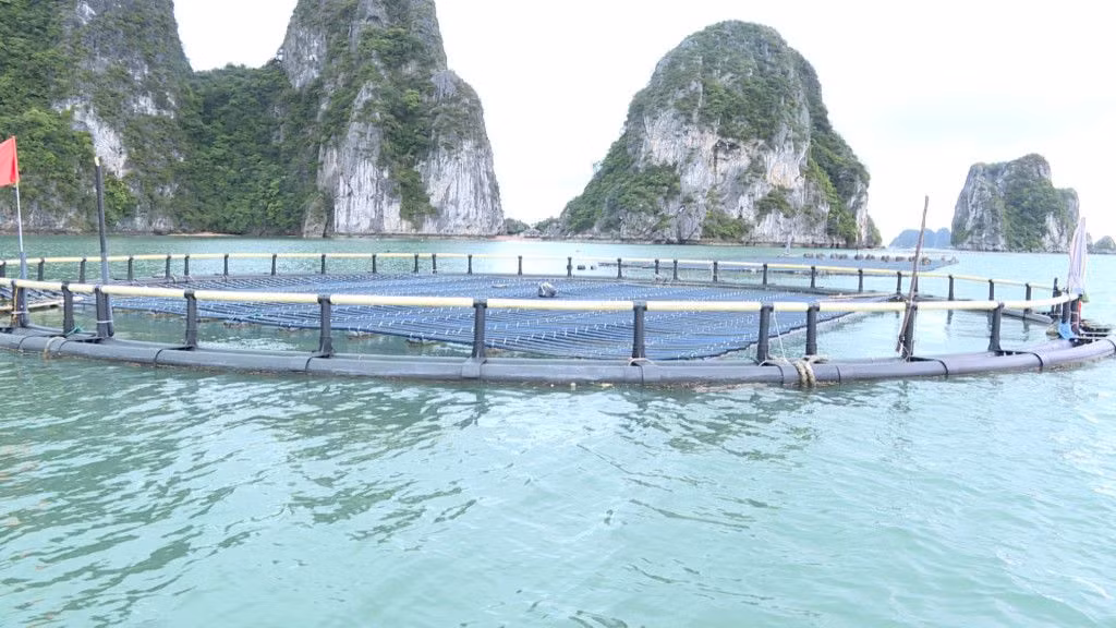 Lồng bè, phao nổi bằng nhựa HDPE được lắp đặt mẫu tại một số hộ nuôi trồng thủy sản xã Hạ Long (huyện Vân Đồn). Ảnh: Hoàng Giang