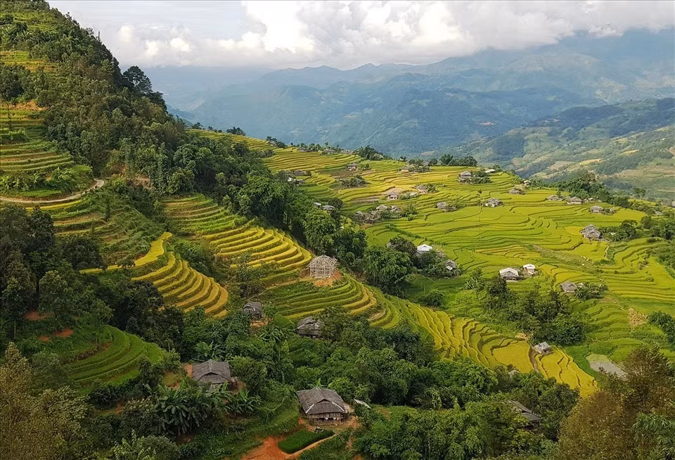 Mùa lúa chín ở Bản Phùng, Hà Giang. Ảnh: Ngọc Thắng